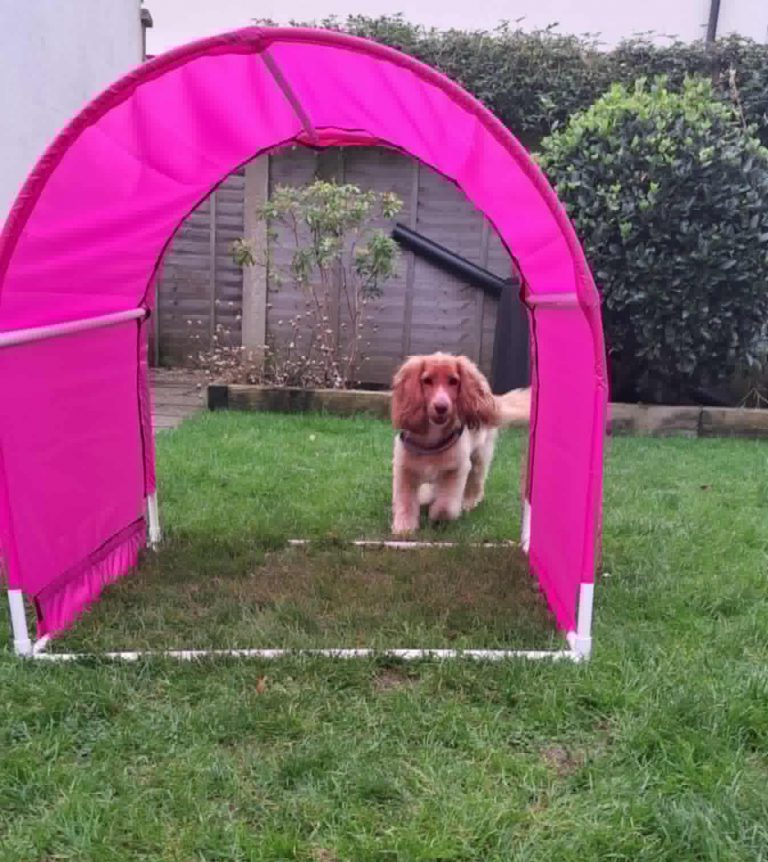 Chute spaniel cropped